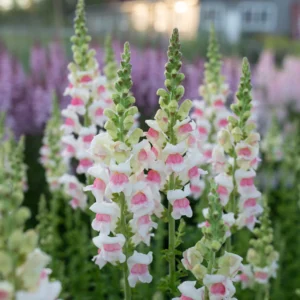 Snapdragon Cutflower Potomec Appleblossom 1k PanAm