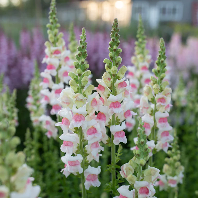 Snapdragon Cutflower Potomec Appleblossom 1k PanAm