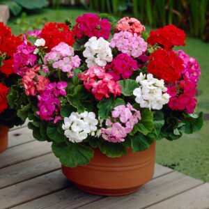 Geranium F1 Moody Mix 1k Tobias