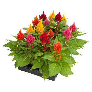 Celosia Plumosa Glorious Mix 1k Benary - Image 2