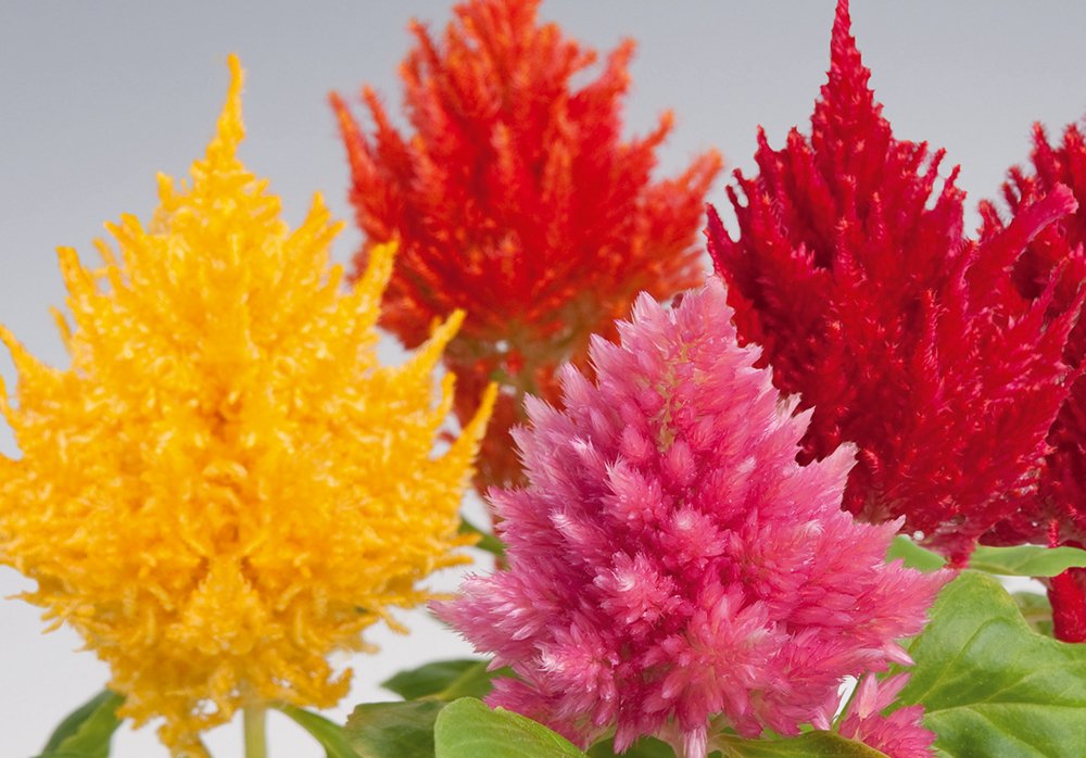 Celosia Plumosa Glorious Mix 1k Benary - Image 3
