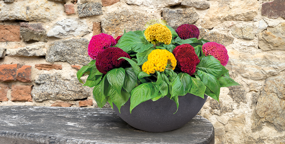 Celosia Cristata Brainiac Series - Image 2
