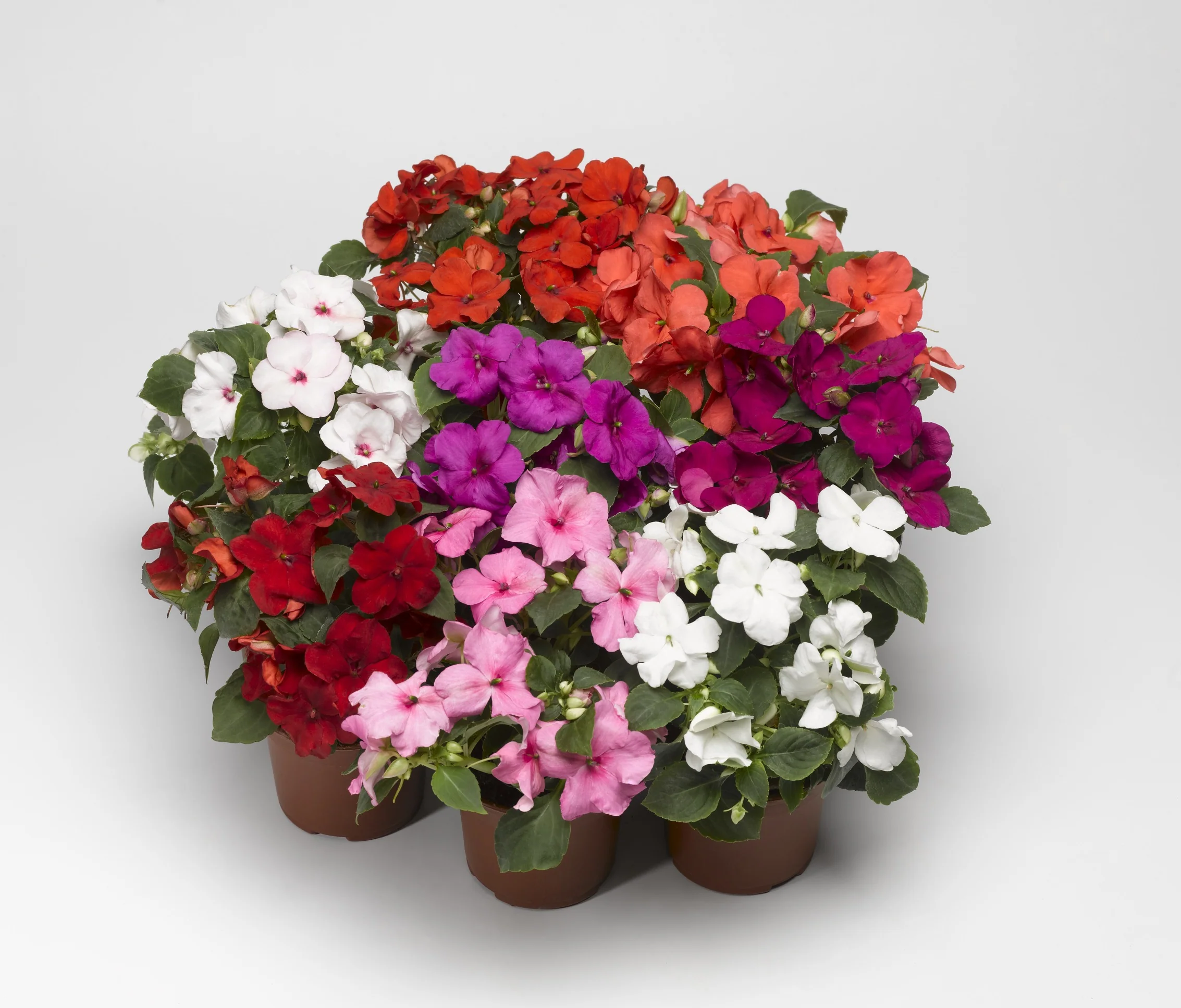 Impatiens Walleriana F1 Balance Perfect Mix 1k Hem Genetics