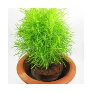 Kochia Scoparia Burning Bush 10g Tobias