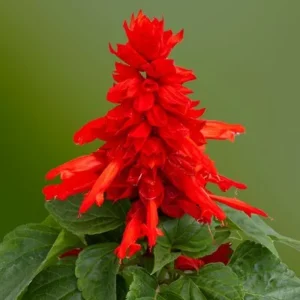 Salvia Mojave Red 1k Floranova