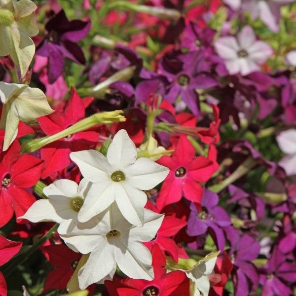Nicotiana Avalon Mix 1k Syngenta - Image 2