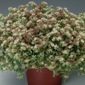 Sedum Slilver Frost 1K Syngenta