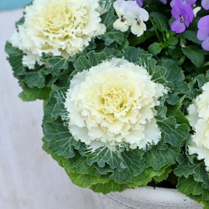 Flowering Cabbage F1 Condor Series - Image 3