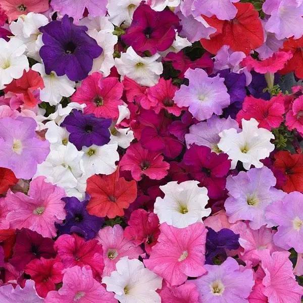 Petunia GF F1 Supercascade Series
