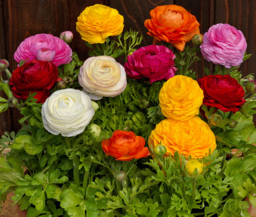 Ranunculus F1 Bloom Dale II Mix 1k Sakata