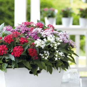 Pentas Lanceolata Graffiti 20/20 Series