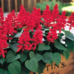 Salvia Vista Red 1k PanAm