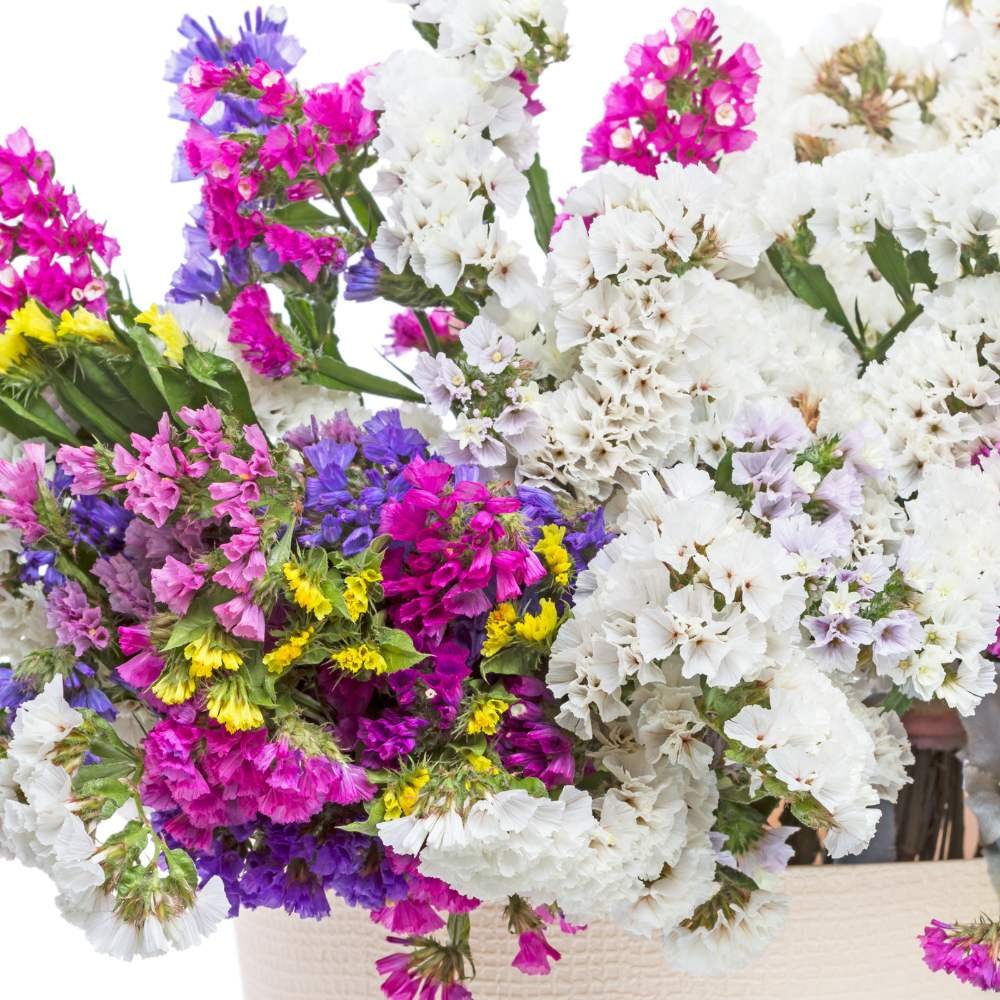 NM- Statice Pacific Mix 2k Bhagat Seeds - Image 2