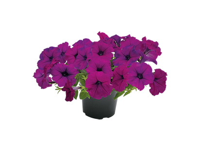 Petunia Success TR Voilet 5H Benary - Image 2