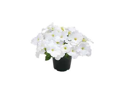 Petunia Success TR White 5H Benary - Image 2