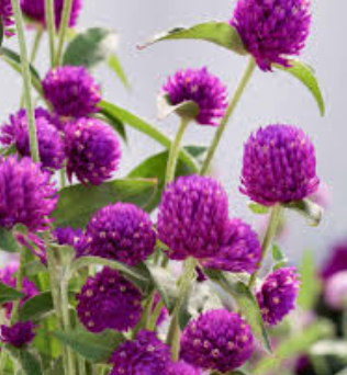 Gomphrena Gnome Purple 1k Sakata - Image 2