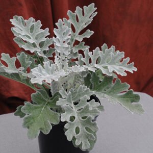 Senecio Cineraria Silverdust 1k Benary