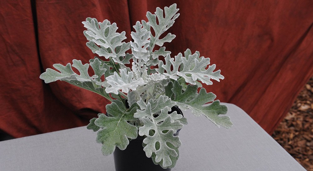 Senecio Cineraria Silverdust 1k Benary