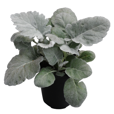 Senecio Cineraria Silverdust 1k Benary - Image 2