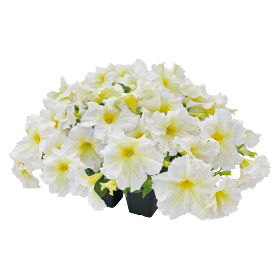 Petunia GF F1 Success 360 series - Image 7
