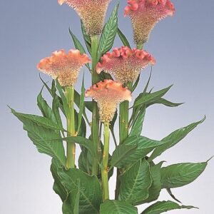 Celosia Spp. Delhi Series