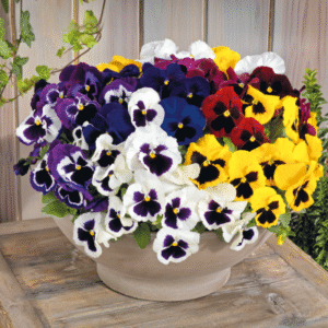 Pansy Inspire DeluXXe Series