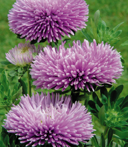 Callistephus Chinensis Lavender 1k Benary