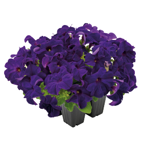 Petunia GF F1 Success 360 Series - Image 2