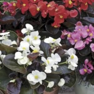 Begonia semperflorens Bada Boom Mix 1k Syngenta