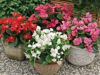 Begonia semperflorens Bada Bing Mix 1k Syngenta - Image 5