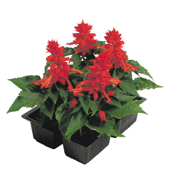 Salvia Cover Girl 1k Benary - Image 2