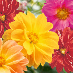 Dahlia Variabilis Garden Pride Mix 1k Benary