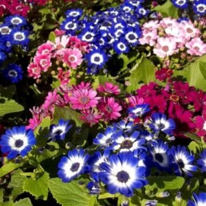 Cineraria Spp. Planet Mix 2k Miyoshi
