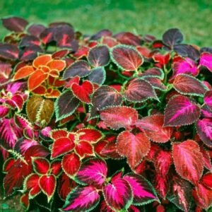 Coleus Wizard Mix Select 1k PanAm