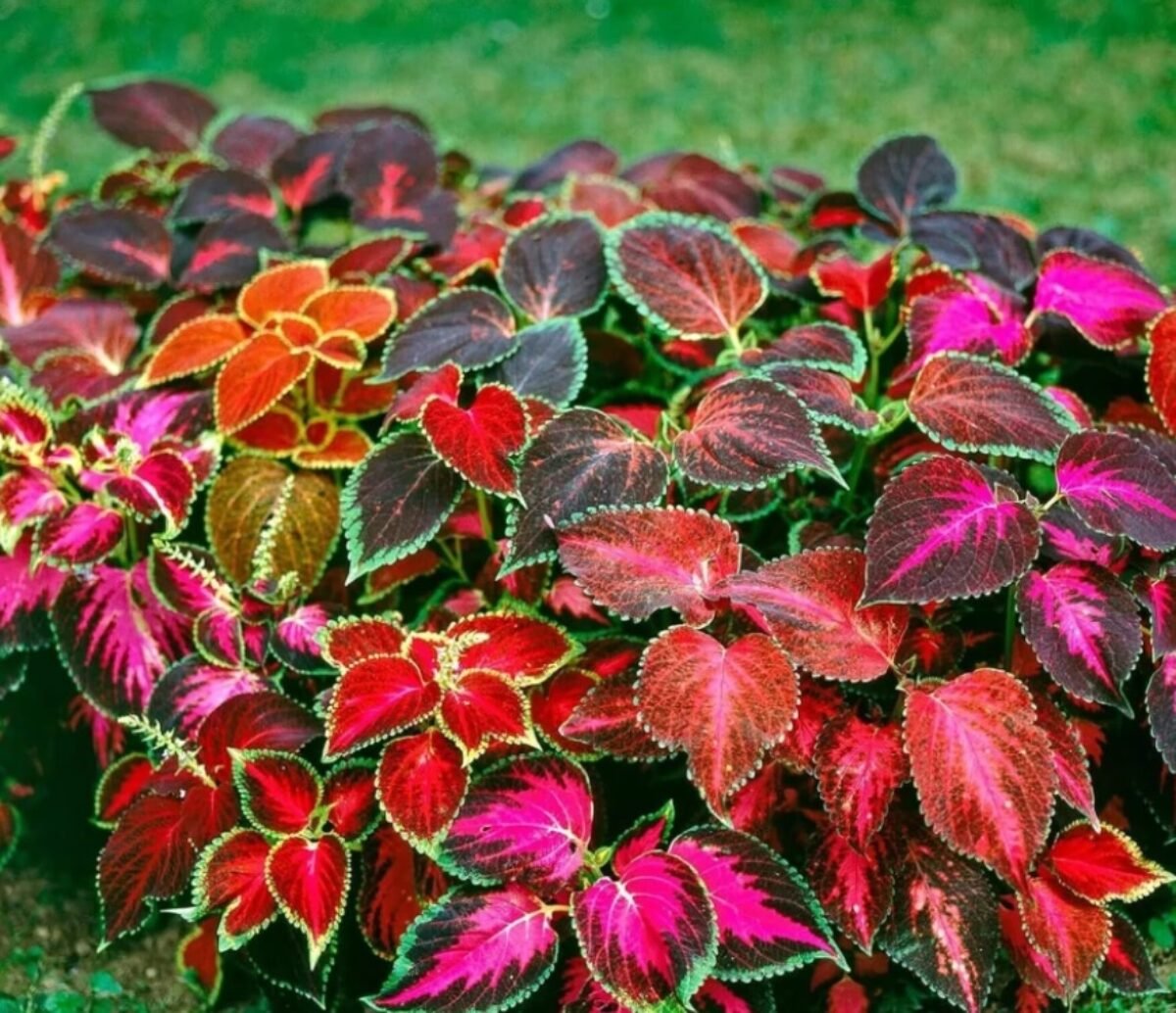 Coleus Wizard Mix Select 1k PanAm