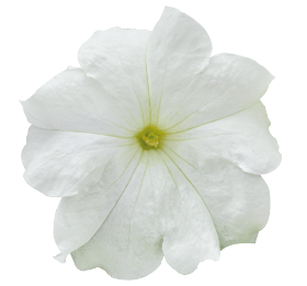 Petunia x Hybrida Success HD Blue 1k Benary - Image 6