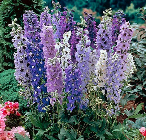 Delphinium Elatum Magic Fountains Mix 1k Benary