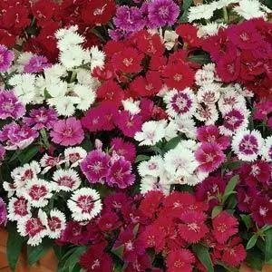 Dianthus F1 Ideal Select Mix 1k PanAm