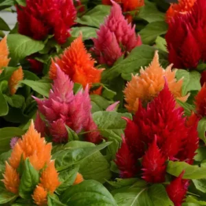 Celosia Ice Cream Mix 1k PanAm