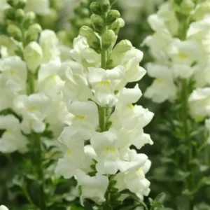 Snapdragon Cutflower Potomec Ivory White 1k PanAm