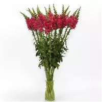 Snapdragon Cutflower Potomec Cherry Rose 1k PanAm