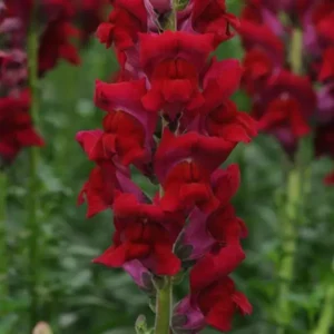 Snapdragon Cutflower Potomec Red 1k PanAm