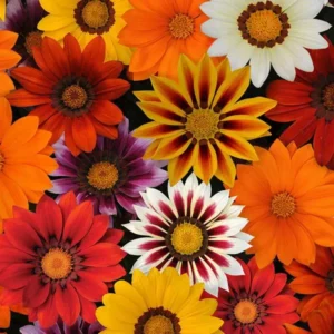 Gazania New Day Mix 1k PanAm