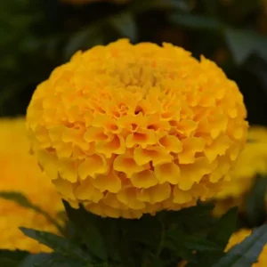 Marigold F1 Taishan Series