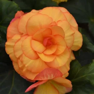 Begonia Tuberous on Top Sunset Shades 1k PanAm