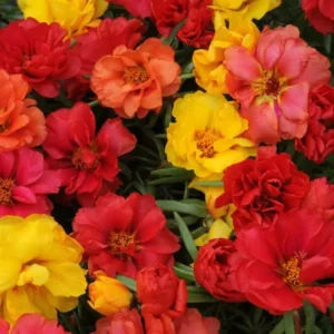 Portulaca Happy Hour Mix 1k PanAm