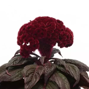 Celosia Dracula (Red) 1H PanAm