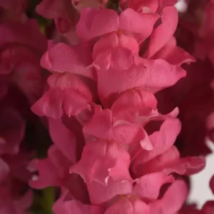 Snapdragon Cutflower Potomec Dark Pink 1k PanAm