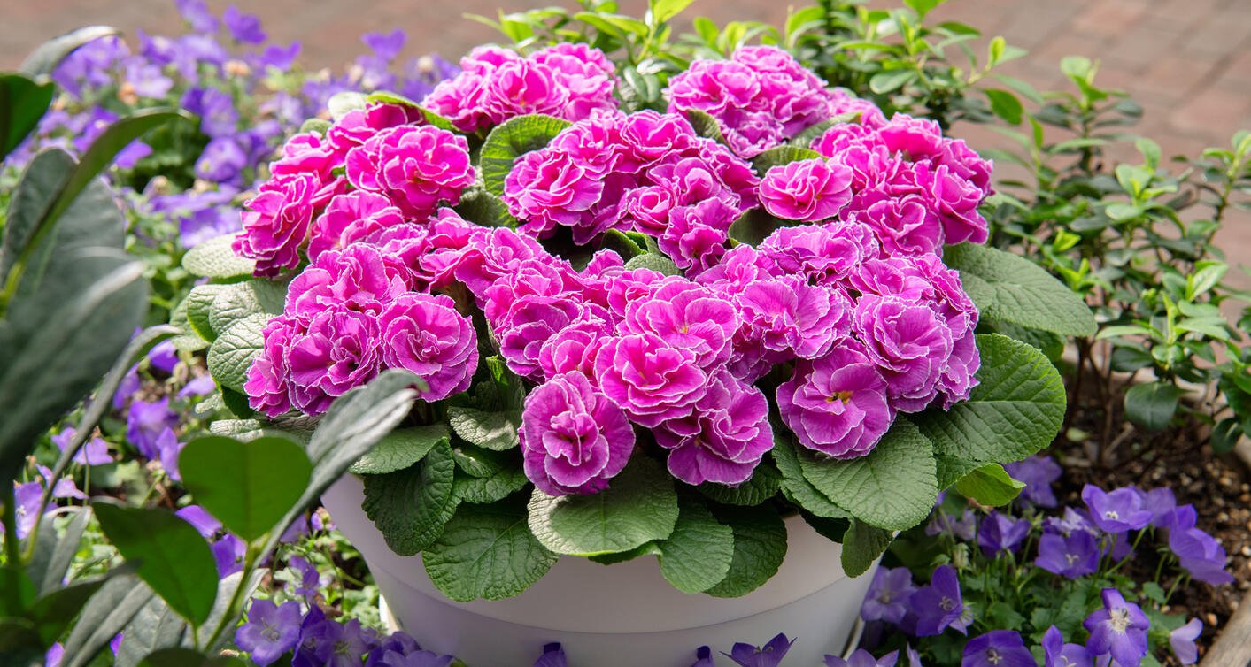 Primula Paradiso F1 Double Mix 1k Schoneveld - Image 3