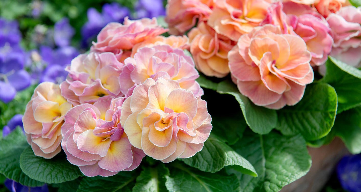 Primula Paradiso F1 Double Mix 1k Schoneveld - Image 2